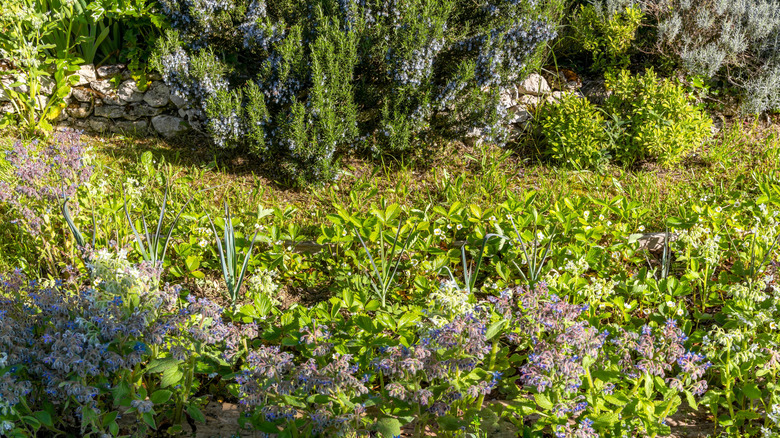 Borage and strawberries in the same bed