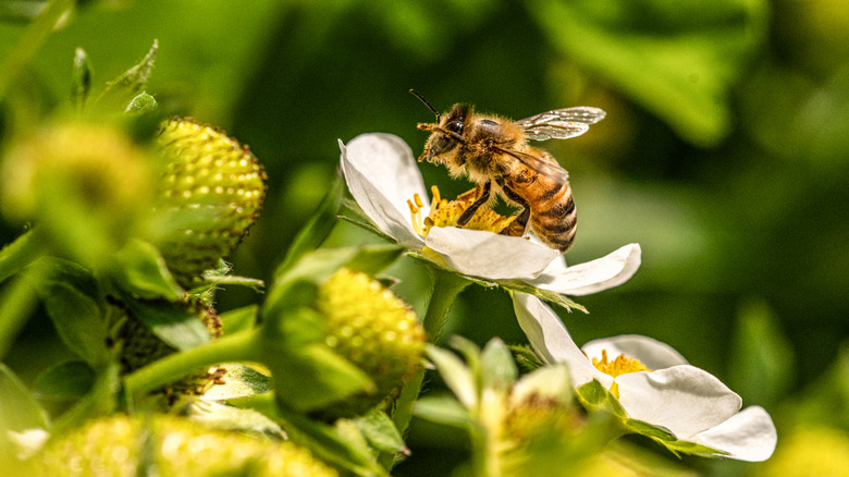 Bee on a strawberry flower