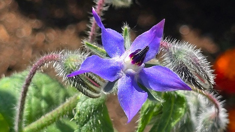Close up of a borage flower