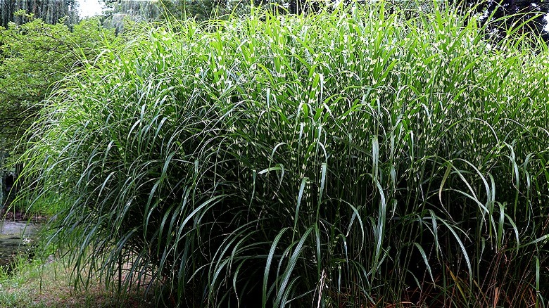 Ornamental zebra grass