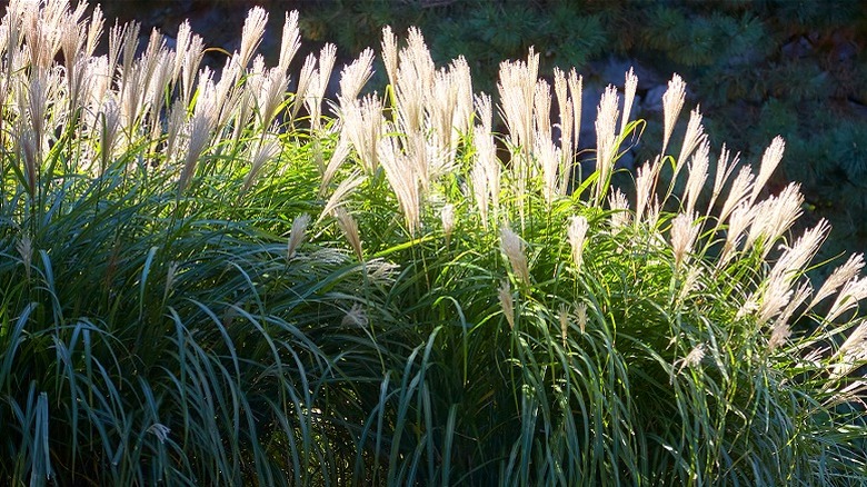 Ornamental zebra grass with plumes