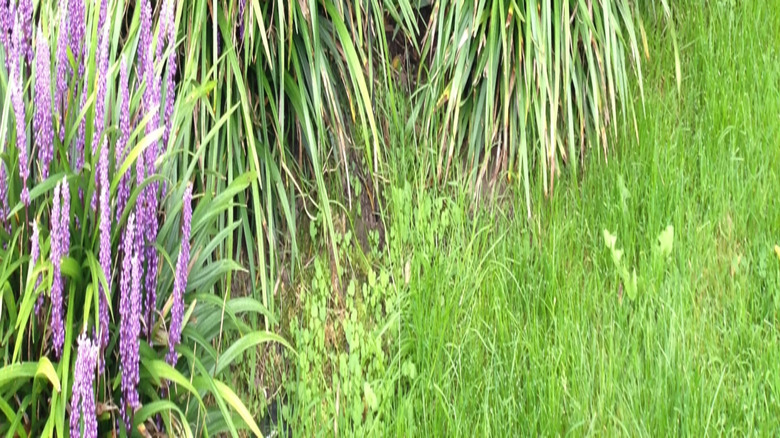 Monkey grass used as a ground cover under trees in full bloom