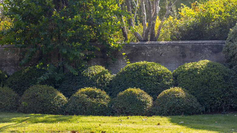 A selection of pittosporums in front of a garden wall beautifully shaped into balls