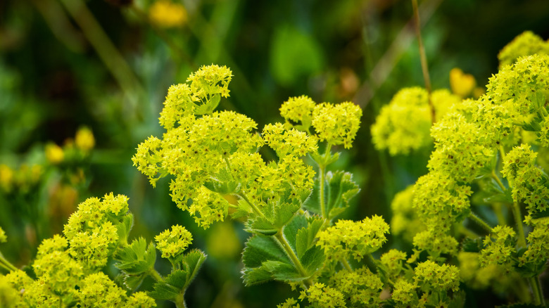 Yellow-chartreuse flowers of lady's mantle