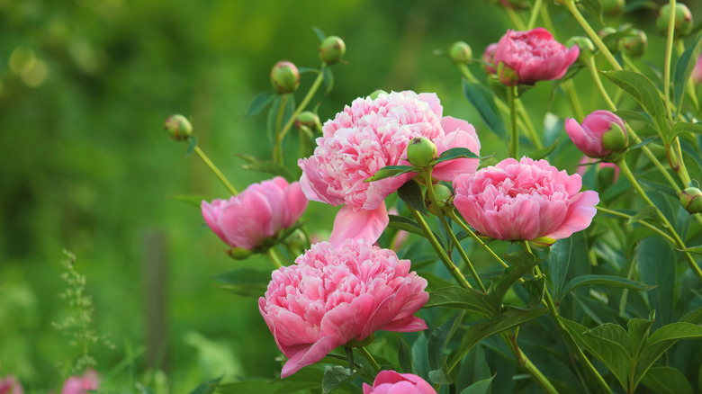 Pink peonies blooming with more buds on the way