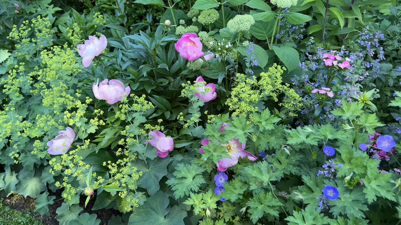 Lady's mantle and peonies in a cottage garden flower bed