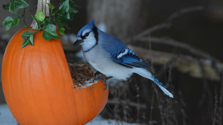 blue jay perched on pumpkin