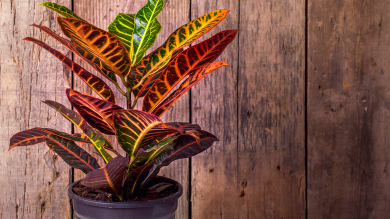 A potted croton plant against a wood wall.