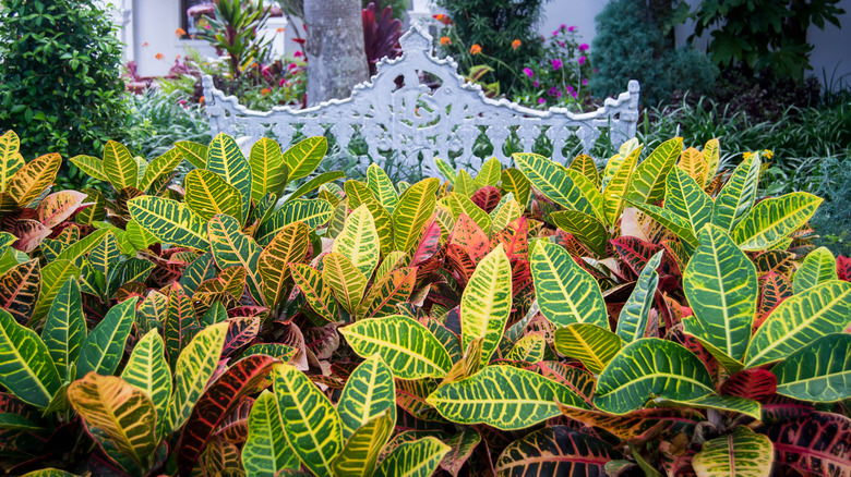 Close-up of a colorful croton shrub in a backyard garden.