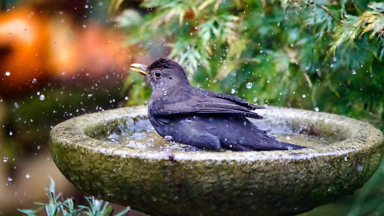 The Perfect Flower To Plant Near A Bird Bath