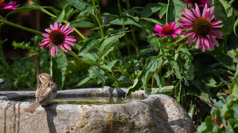 A sparrow sitting at the border of a bird bath in front of purple coneflowers in full bloom