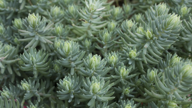 Sedum reflexum 'Blue Spruce'