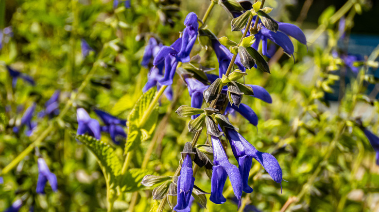 Long purple flowers growing on tall green spikes in the sun.