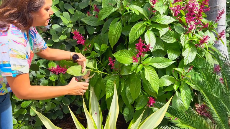 A woman using shears to prune a firespike hedge