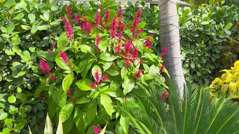 A flowering firespike growing as a privacy hedge in a yard