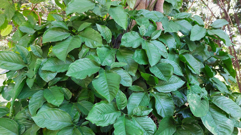 A bushel of arrowhead vine grows natively out in the woods.