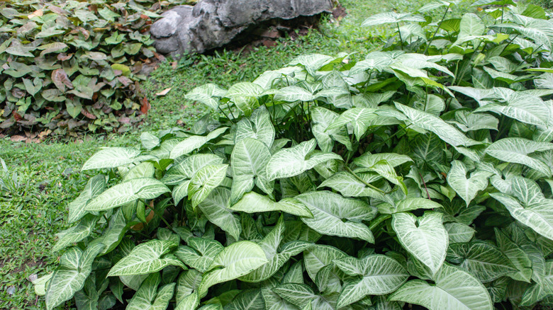 Arrowhead vines grow out in a natural space nearby a large rock.