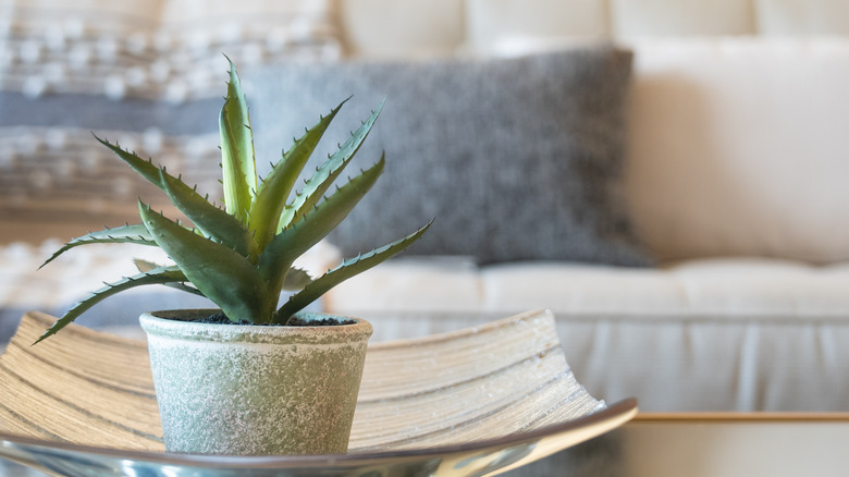 Aloe vera plant farmhouse