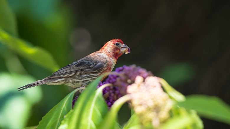 housefinch eating from American beautyberry