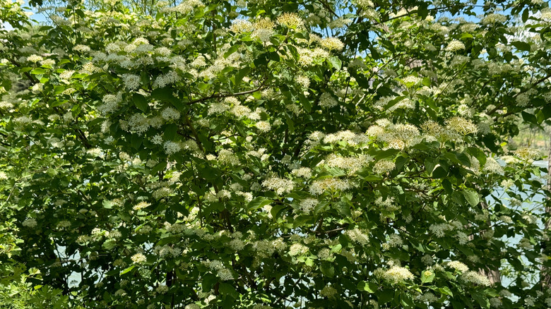 Blackhaw viburnum blooming with white flowers