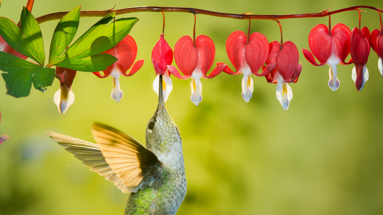 hummingbird eating from bleeding hearts