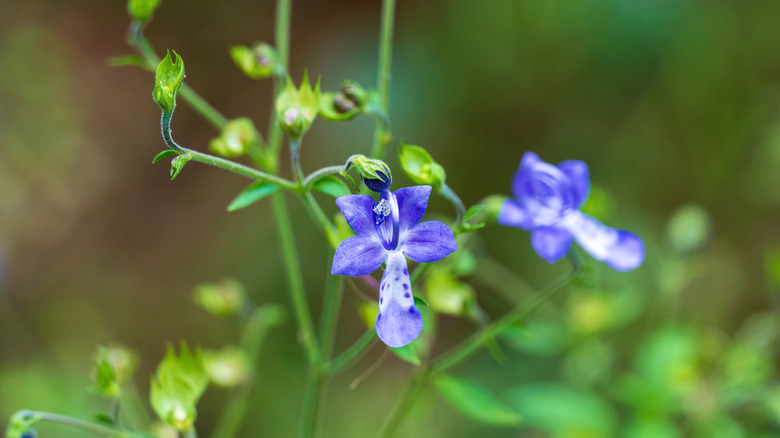 closeup on Trichostema dichotomum flowers
