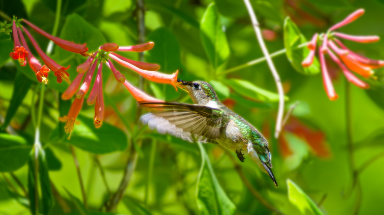 hummingbird eating from coral honeysuckle