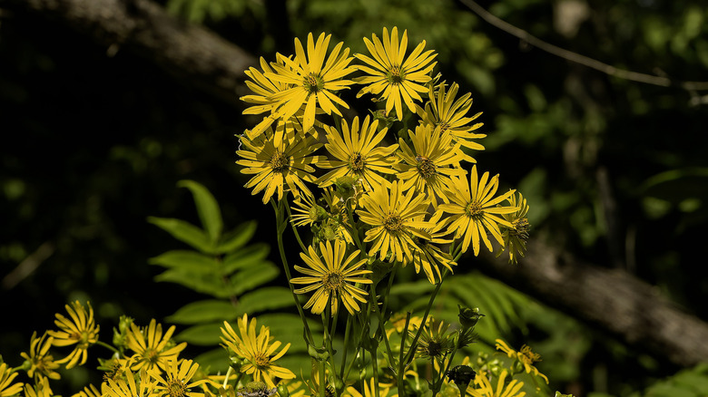 cup plant blooming outside