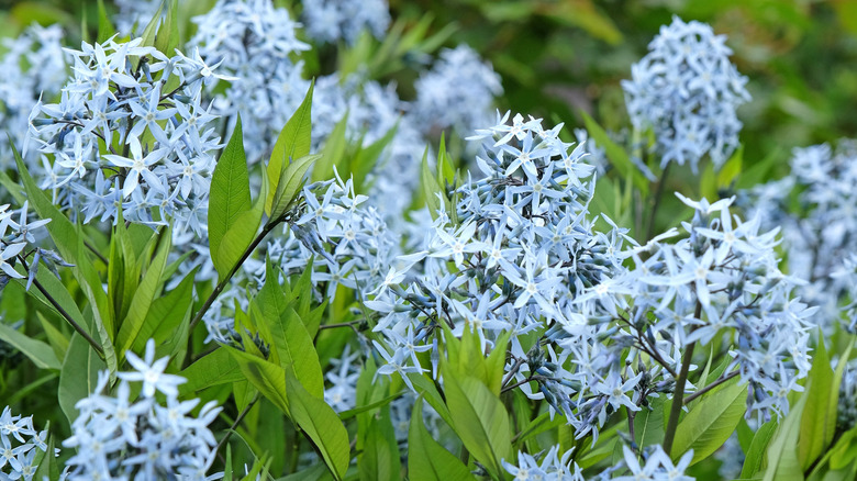 Eastern bluestars growing in garden