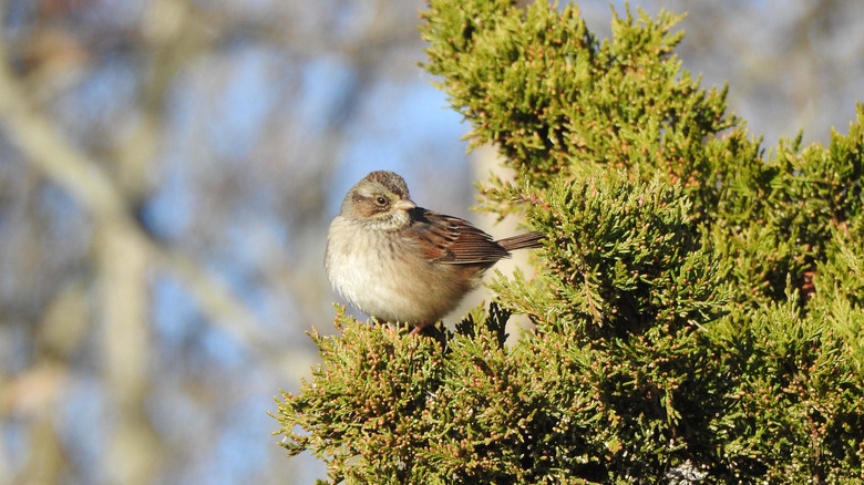 sparrow perched in eastern red cedar tree