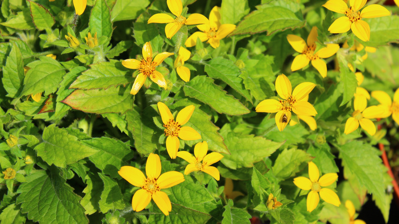 Chrysogonum virginianum blooms in garden