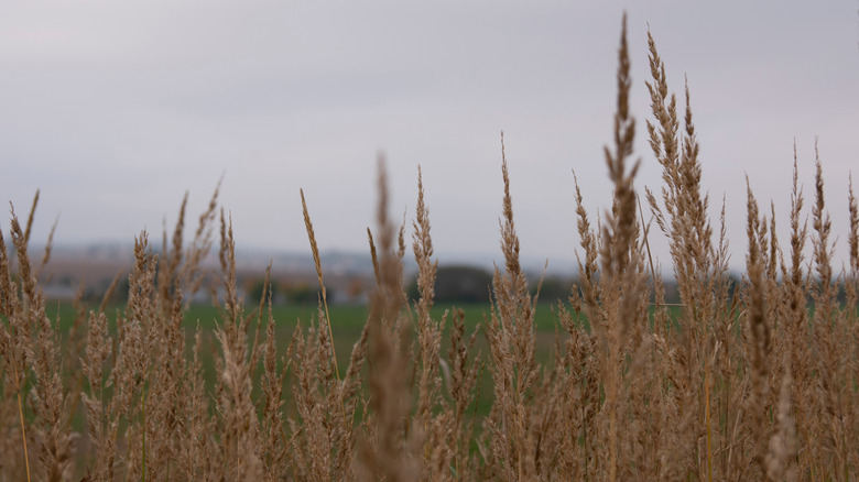Indiangrass growing in field