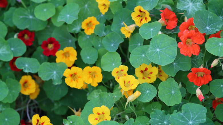 red and yellow nasturtium blooms