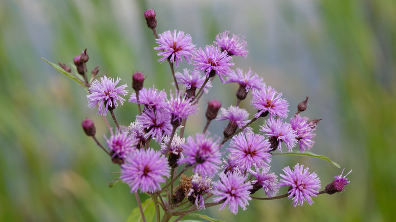 New York ironweed flowers in bloom