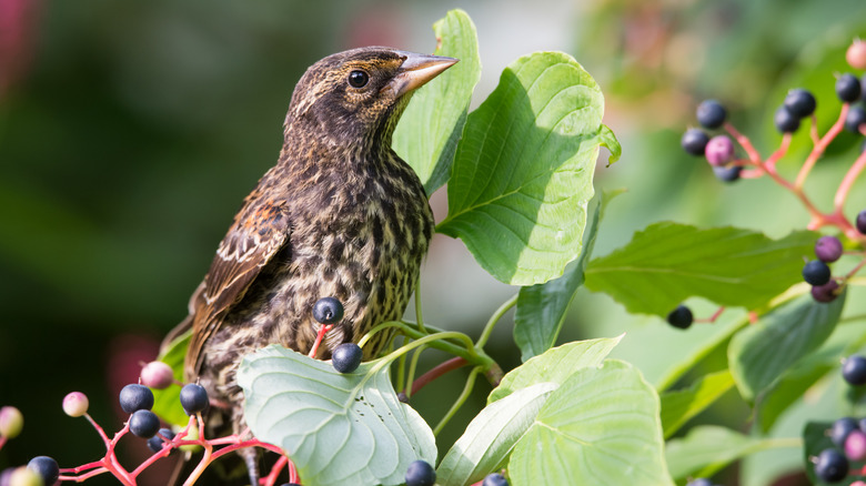 juvenile bird perched in Pagoda dogwood tree