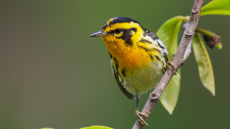 warbler sitting on branch of pawpaw tree