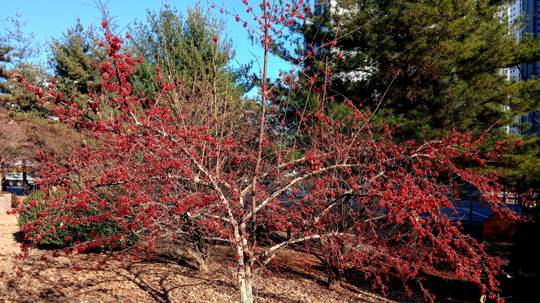possumhaw tree with fruit