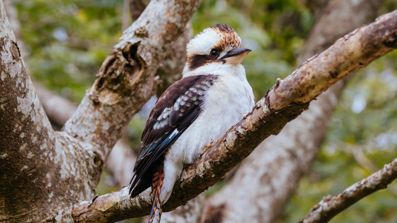 bird perched in sassafras tree