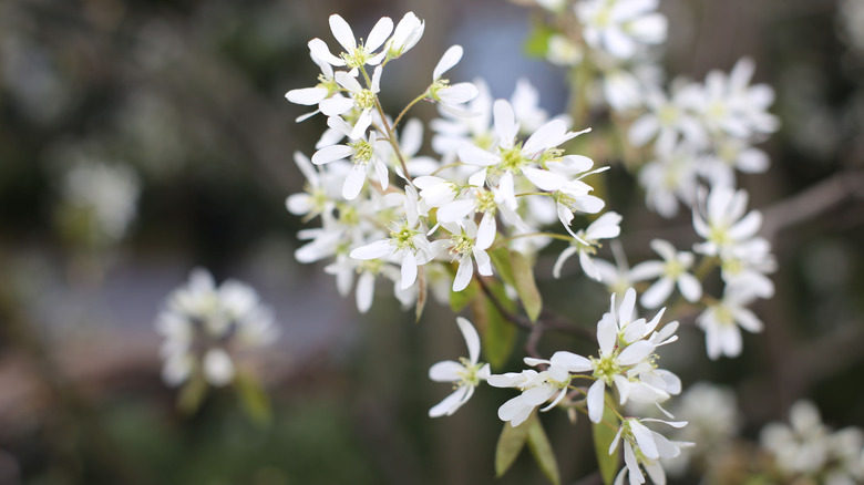closeup on white serviceberry flowers