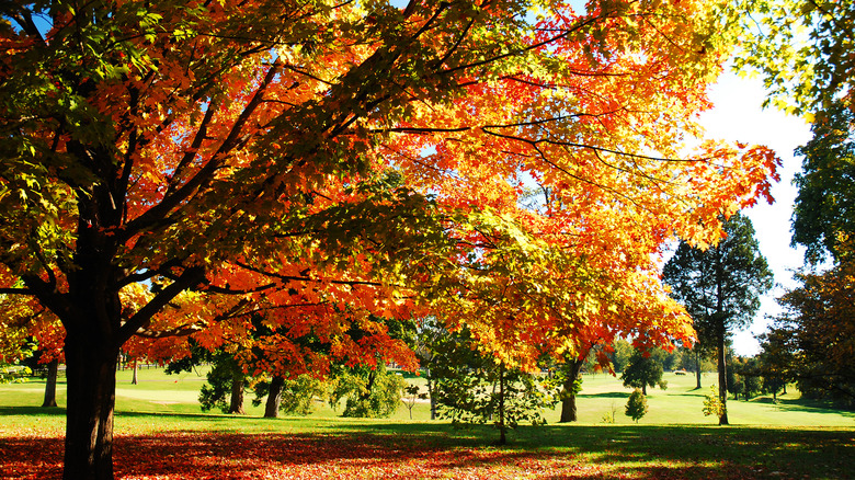 backlit maple tree in autumn