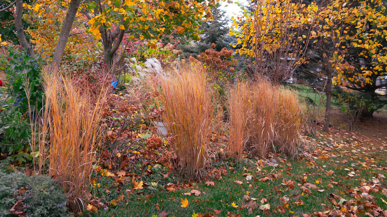 switchgrass in autumn garden