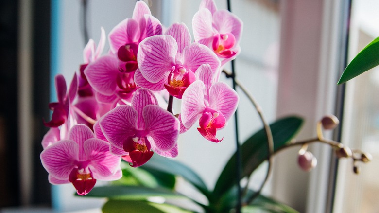Pink orchid in bloom indoors