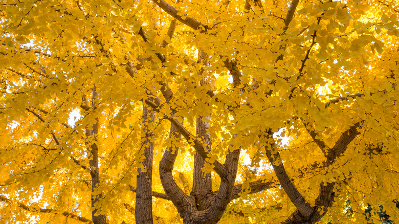 yellow  Ginkgo biloba canopy