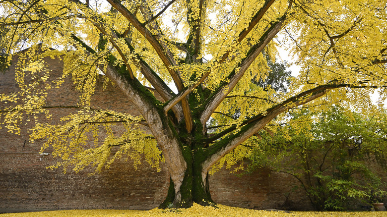 Ginkgo biloba tree with yellow foliage