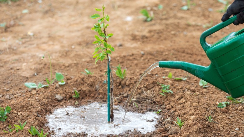 person watering sapling