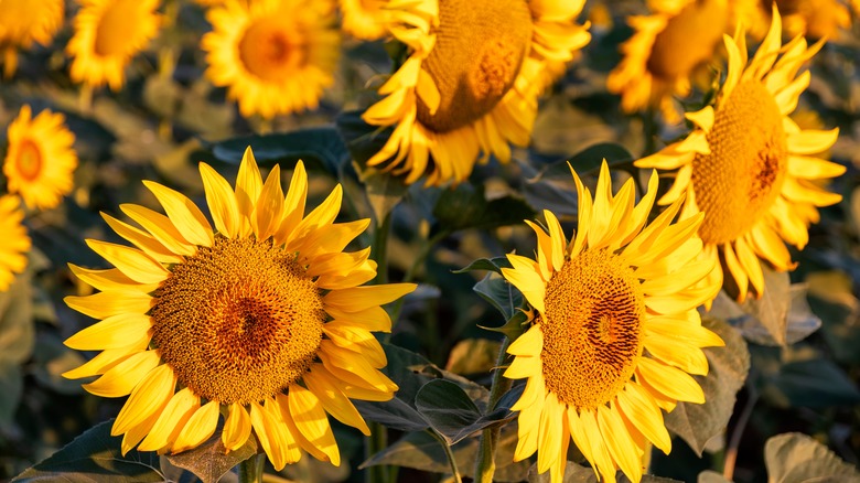 Yellow sunflowers blooming in field. The beautiful sunflowers field close up in the sunshine