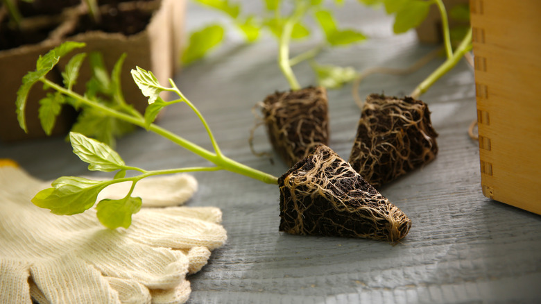 Small tomato seedlings with good root systems lying on a table next to a pair of gardening gloves