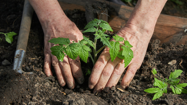 A person planting tomato seedlings into a garden bed