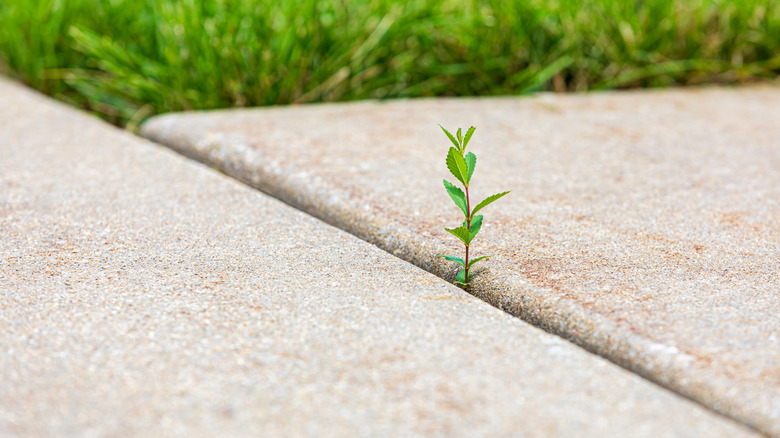 driveway crack with weed popping out of it