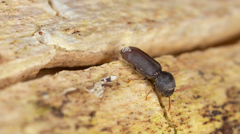 Powderpost beetle on wood